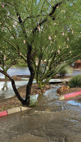 Picture shows example of green stormwater infrastructure project