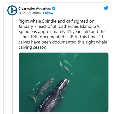 Picture shows Clearwater Aquarium tweet that reported whale spindle and calf sighted on January 7th 