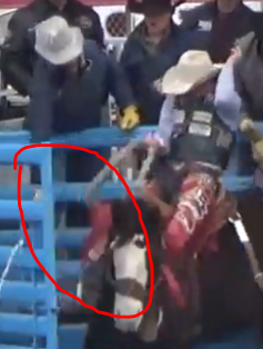 Picture shows the man in the white hat has the prod in his hand