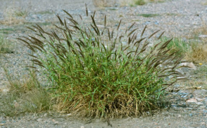 Picture of buffelgrass
