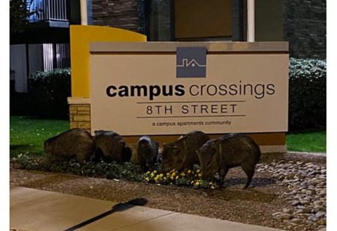 Picture of javelina eating the plants in front of a sign