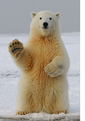 Polar bear sitting on ice, facing camera, right paw lifted as if to say, "hello."