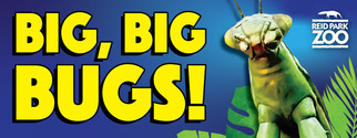 Big Big Bugs