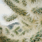 A close-up tangle of cholla with a mountain far off in the background.