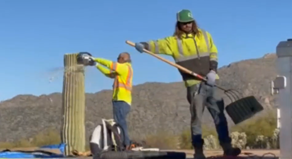 Picture of men cutting down saguaro