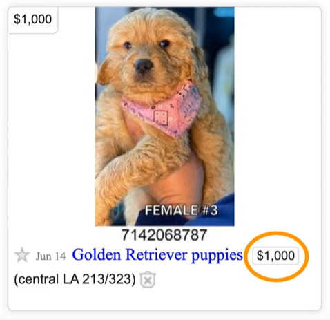 Picture of an ad for Golden Retriever pup $1000