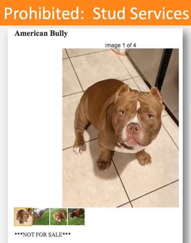 Picture of an American Bull puppy