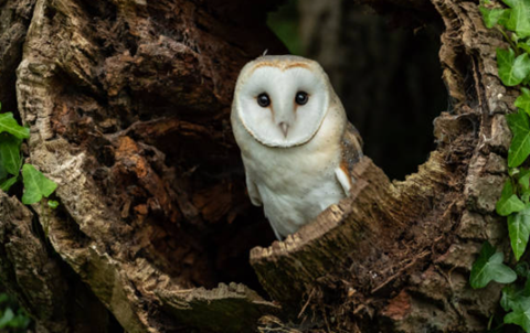Picture of a white faced Barn Owl