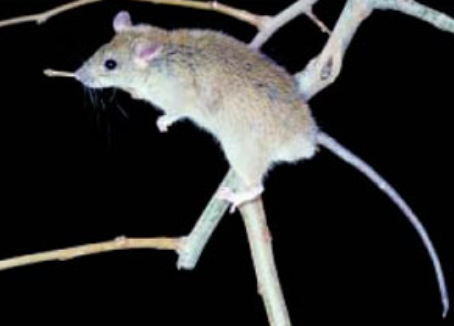 Picture of a small rat