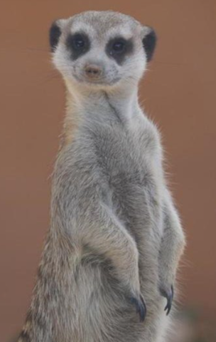 Picture of Meerkat at the Reid Park Zoo