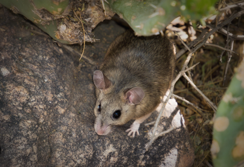 Picture shows a small rat
