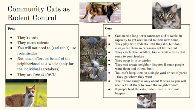 Picture shows information on pros and cons community cats as rodent control