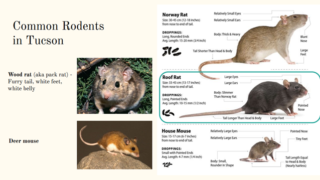 Picture shows information on common rodents in Tucson