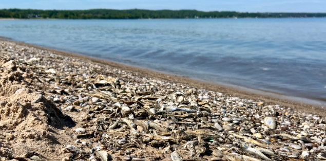 Picture of Lake Huron shoreline 