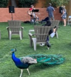 Picture of a peacock with Steve Kozachik's performance as a background at the Reid Park Zoo