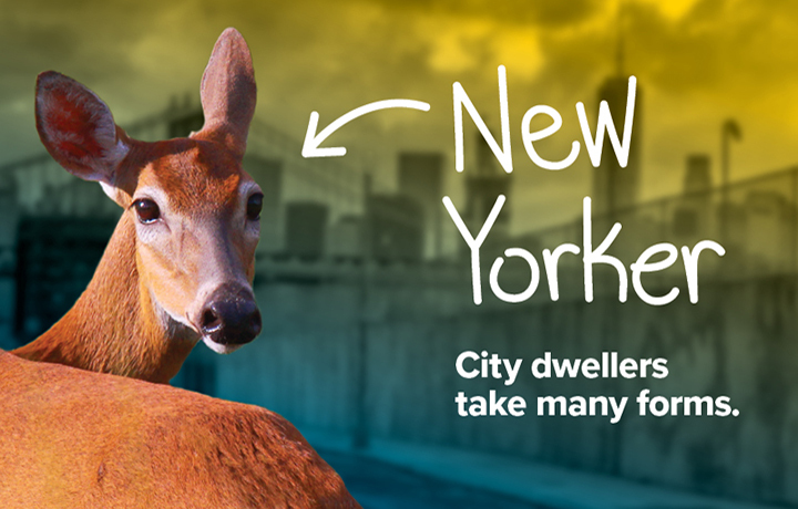 Picture of Deer from WildlifeNYC campaign