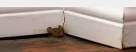 Picture of a rat comes out from the wall panel