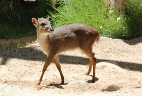 Picture of Blue Duikers at Reid Park Zoo