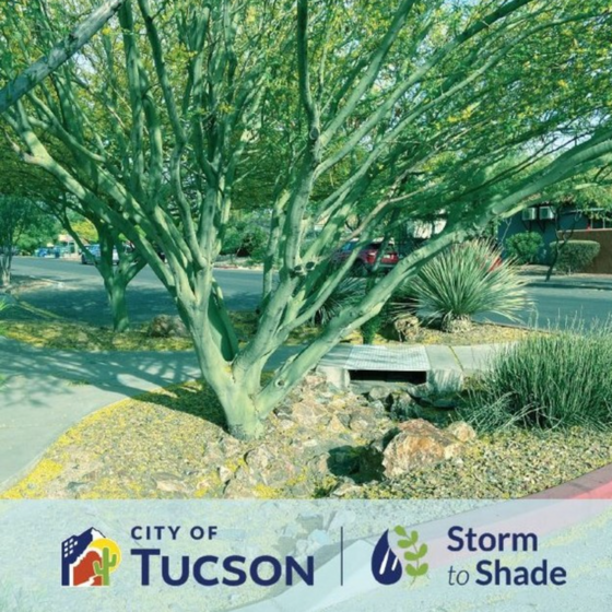 Image of a traffic circle and palo verde tree for the Storm to Shade Program.