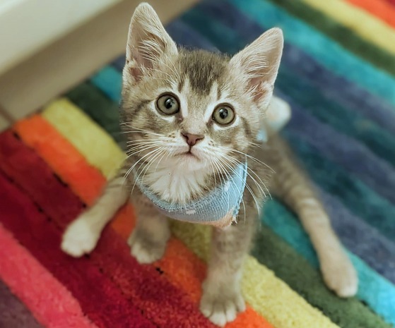 Photo of PACC pet of the week kitten by the name of Rhubarb.