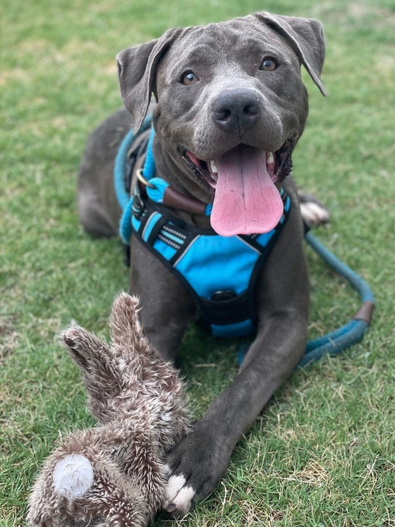 Phot of PACC Dog Silco