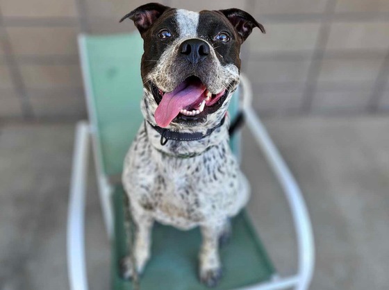 Photo of PACC dog Trooper.