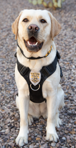 Picture of Zona, the K9 English Labrador that part of TPD Crime Lab 