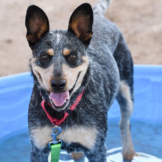 Photo of PACC dog Bluebell