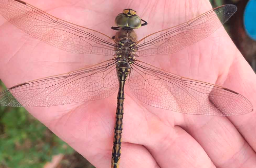 Picture shows a dragonfly lay on someone's palm 