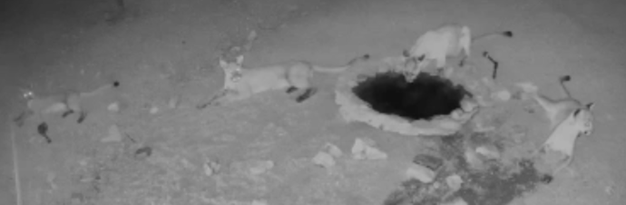 Picture shows 4 mountain lions drink out of the pond