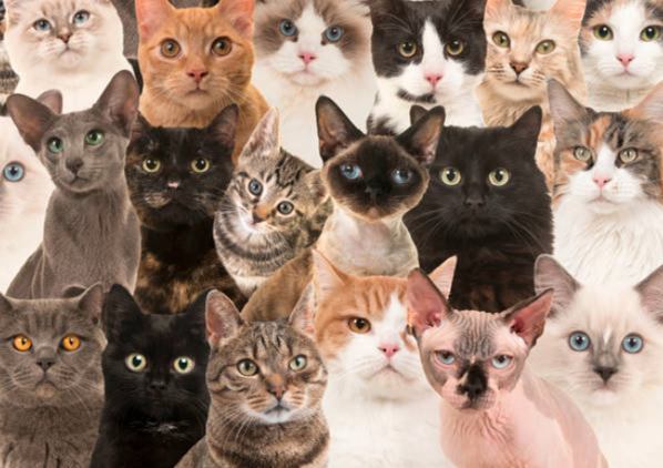 Picture of several cats with different breed and color