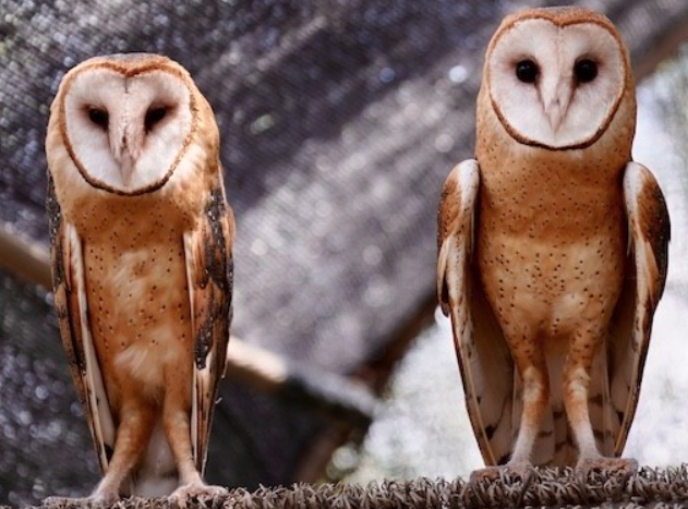 Picture of two barn owls stand next to each other 