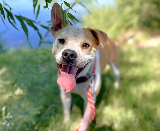 Photo of PACC dog Chandler