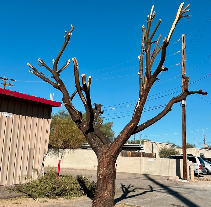 A tree is being chop down by property owner