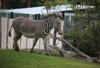 Grevy's Zebra