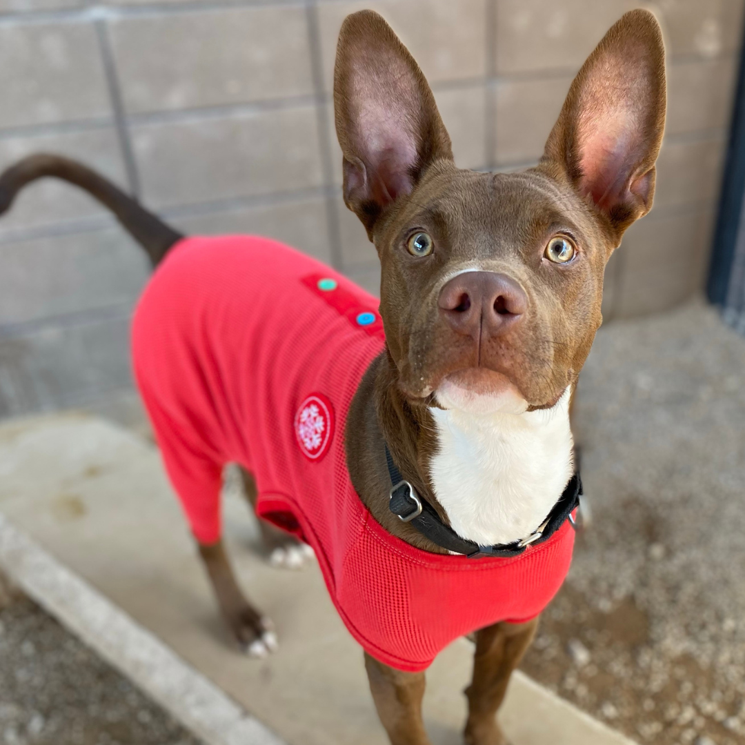 Photo of PACC dog Dr. Pepper