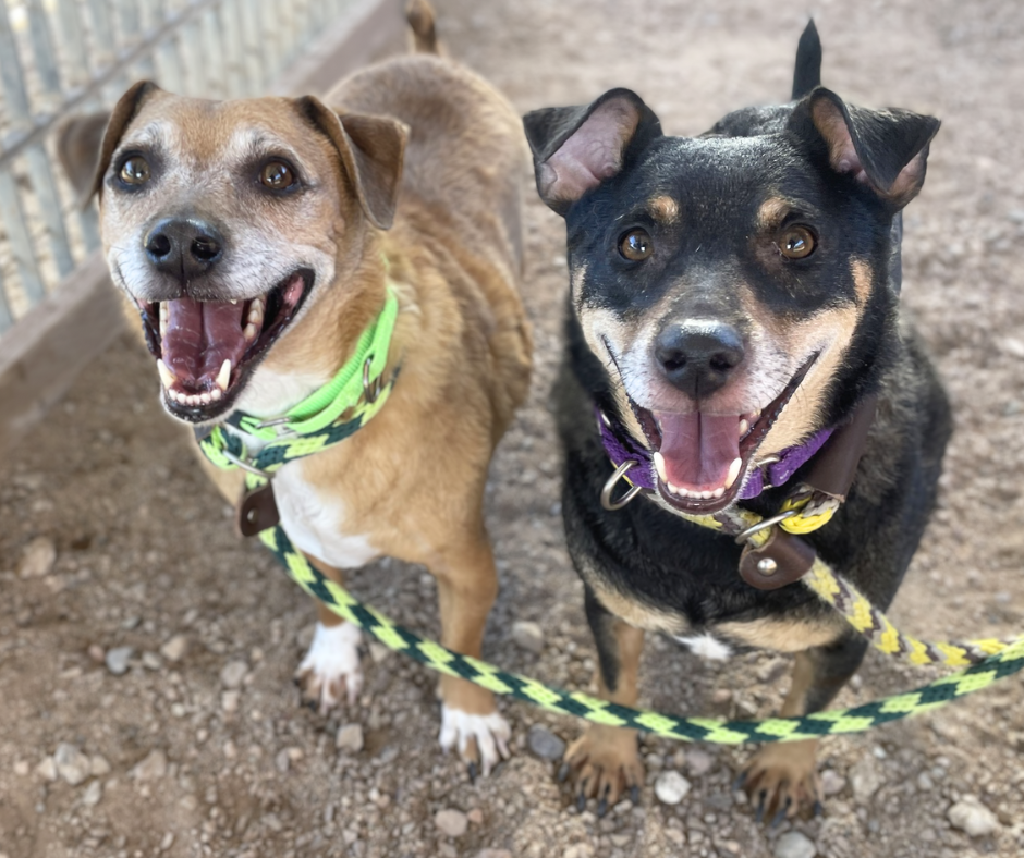 Photo of PACC dogs Bentley and Nicolas