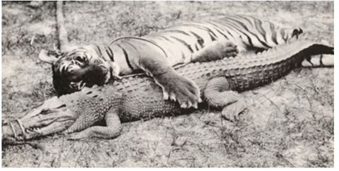 Picture of a tiger laying next to a alligator with his arm around it