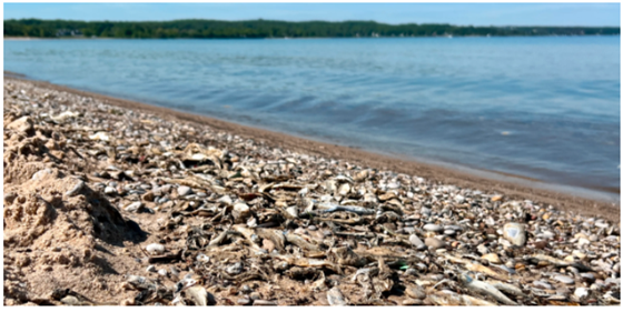 picture of thousands of dead fish on the shores of Lake Huron