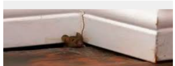 Picture of a mouse squeezing up through a little crack in the baseboard of a house