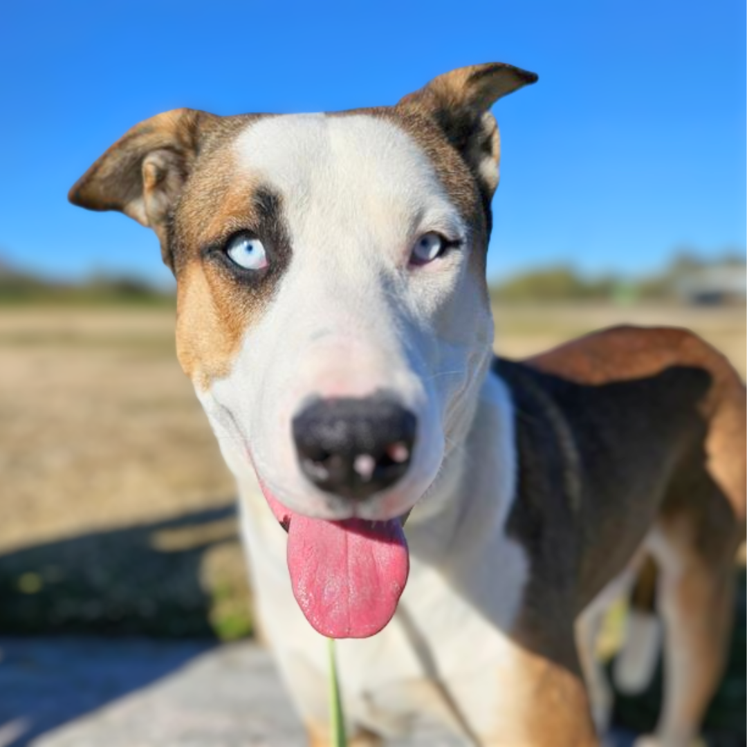 Photo of PACC dog Chipotle