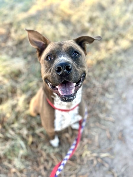 Photo of Pima Animal Care Center dog Goose.