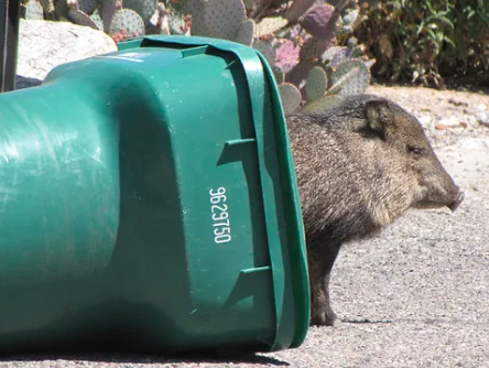 Picture of trash can on it's side with a javelina coming out of it.