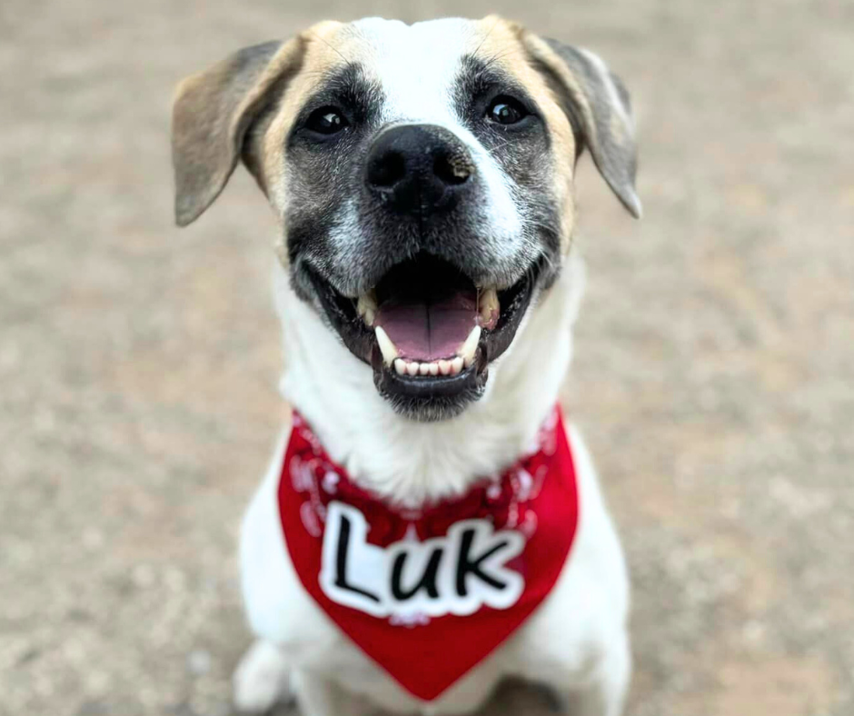 Photo of PACC dog Luk