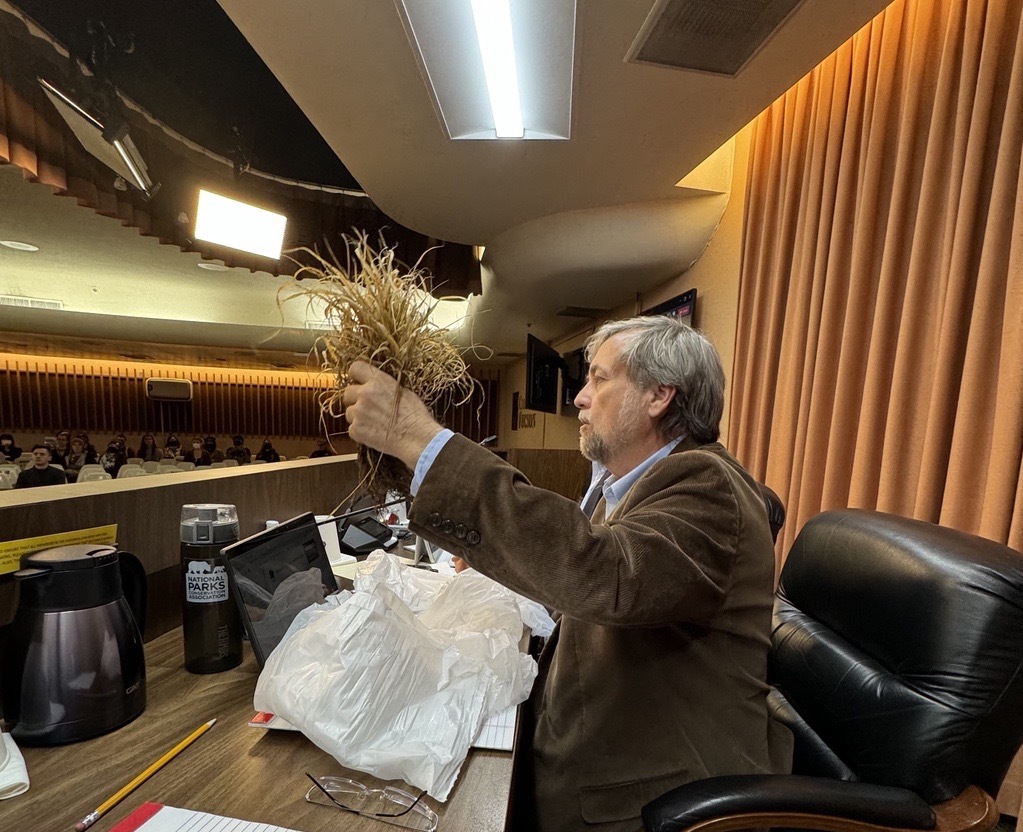 Photo of Vice Mayor Dahl holding up some buffel grass