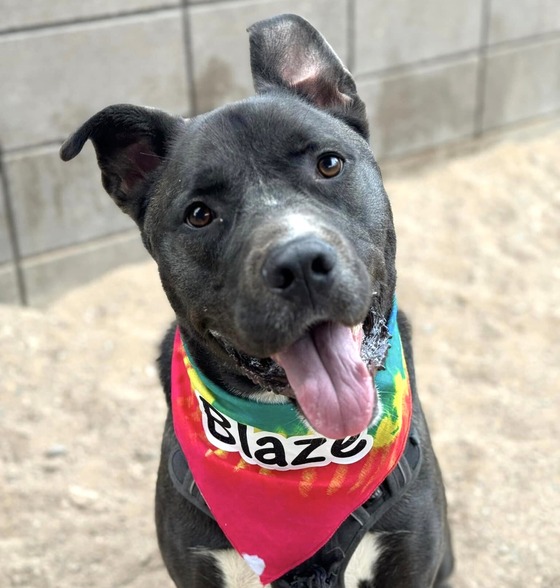 Photo of PACC dog Blaze