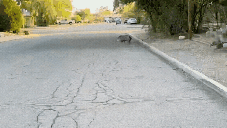 javalina GIF
