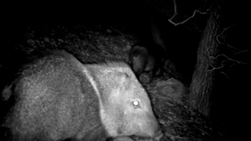 Javalina GIF 2