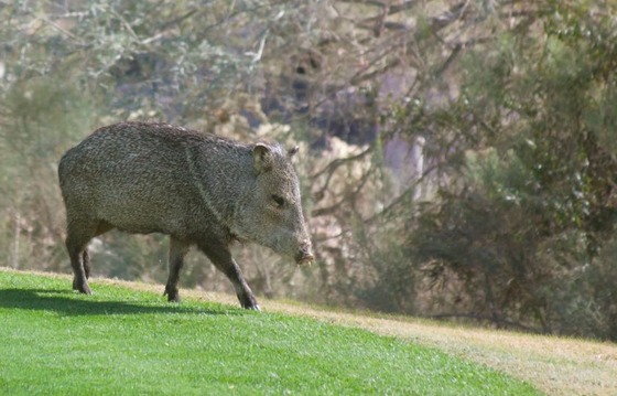 Photo of Javalina on someone's lawn
