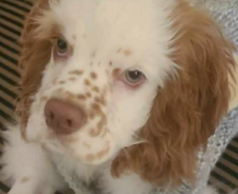 Picture of a puppy cream colored with redish spots